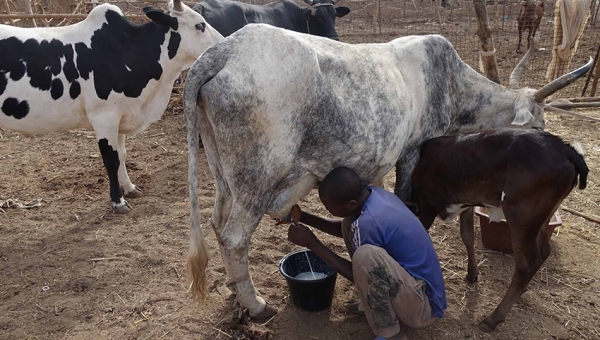 Vente à perte : Les producteurs de lait dénoncent la décision de l’administrateur  de Kayokwe 