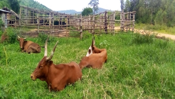 Burunga : la fièvre aphteuse frappe les troupeaux et ruine les éleveurs