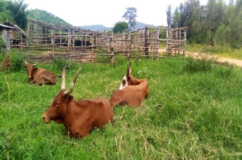  Bururi : la dermatose nodulaire décime le bétail et fait flamber les prix du lait et de la viande
