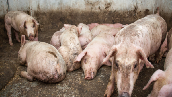 Une maladie porcine fait des ravages à Burunga