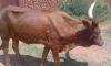 Une maladie bovine menace l’élevage des vaches