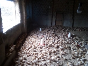 Des réfugiés burundais font l’élevage des poules pour faire face à leur vie au pays d’accueil