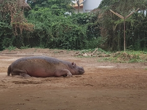 Les pisciculteurs de la zone Rukaramu menacés par les hippopotames