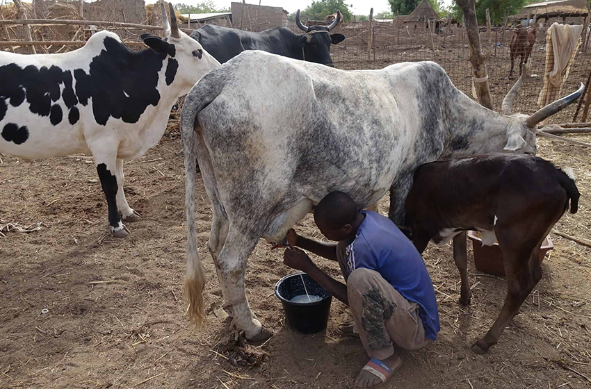 Vente à perte : Les producteurs de lait dénoncent la décision de l’administrateur de Kayokwe