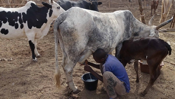 Vente à perte : Les producteurs de lait dénoncent la décision de l’administrateur de Kayokwe