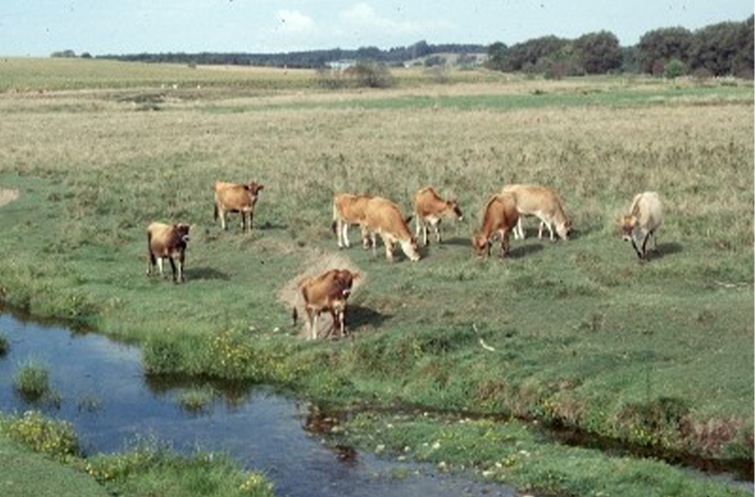 Les habitants de Cibitoke accusent les hautes autorités de faire paître le bétail dans leurs champs