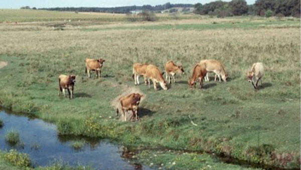 Les habitants de Cibitoke accusent les hautes autorités de faire paître le bétail dans leurs champs