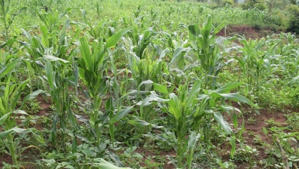 Rumonge : les menaces de spoliation des terres pèsent sur la population de la colline Mutambara