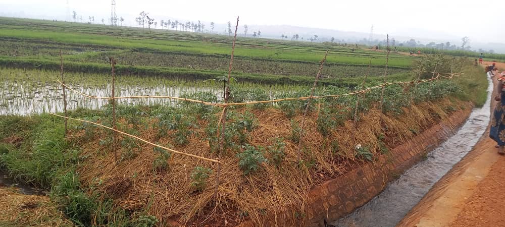 Cibitoke: L’irrigation des champs, vache à lait des Imbonerakure de Rugombo