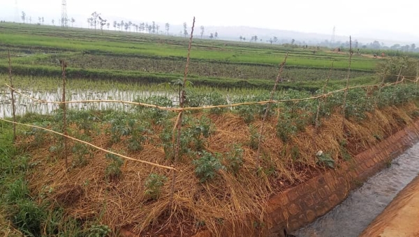 Cibitoke: L’irrigation des champs, vache à lait des Imbonerakure de Rugombo