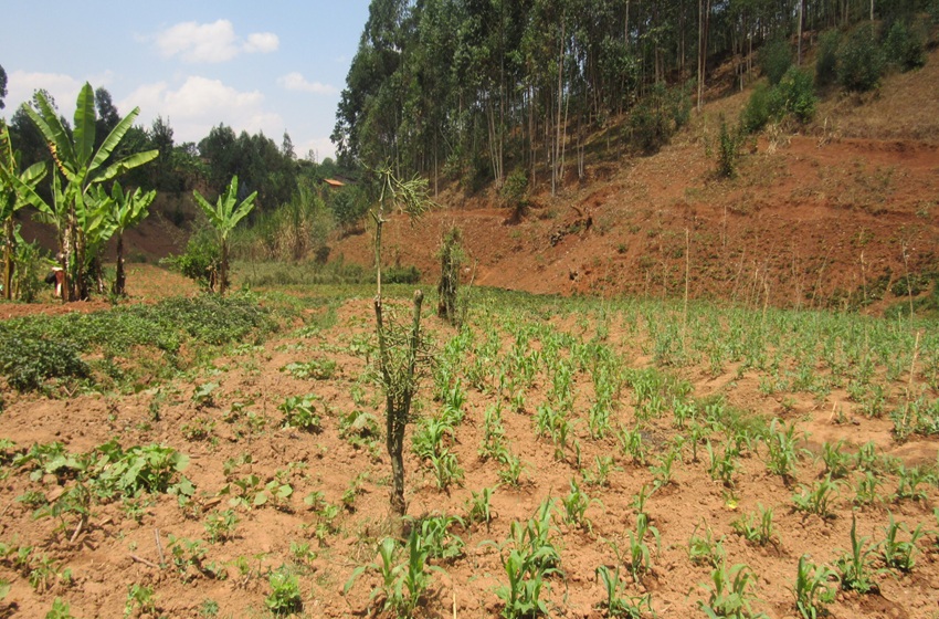 Giheta : la pénurie d’engrais ruine les récoltes