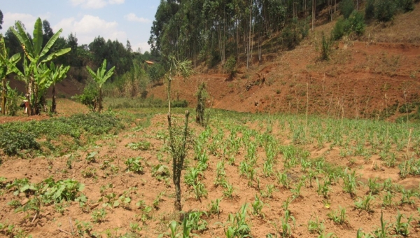 Giheta : la pénurie d’engrais ruine les récoltes
