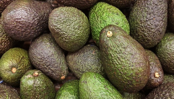 À Ngozi, les avocats mûrissent… mais les producteurs n’ont pas le droit de vendre