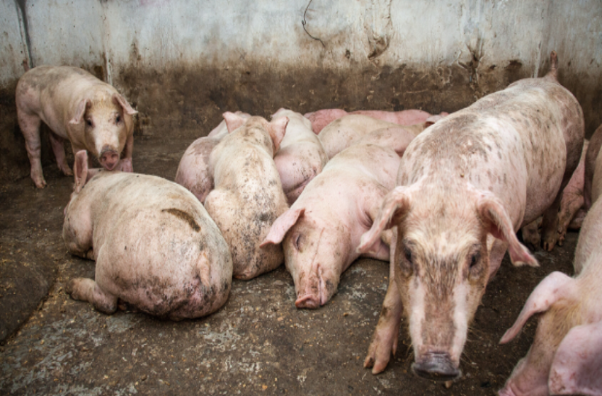 Une maladie porcine fait des ravages à Burunga