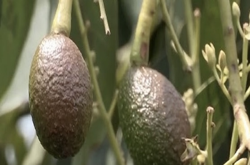 Burundi : des habitants dénoncent les contraintes liées au programme de plantation d’avocatiers le long des routes