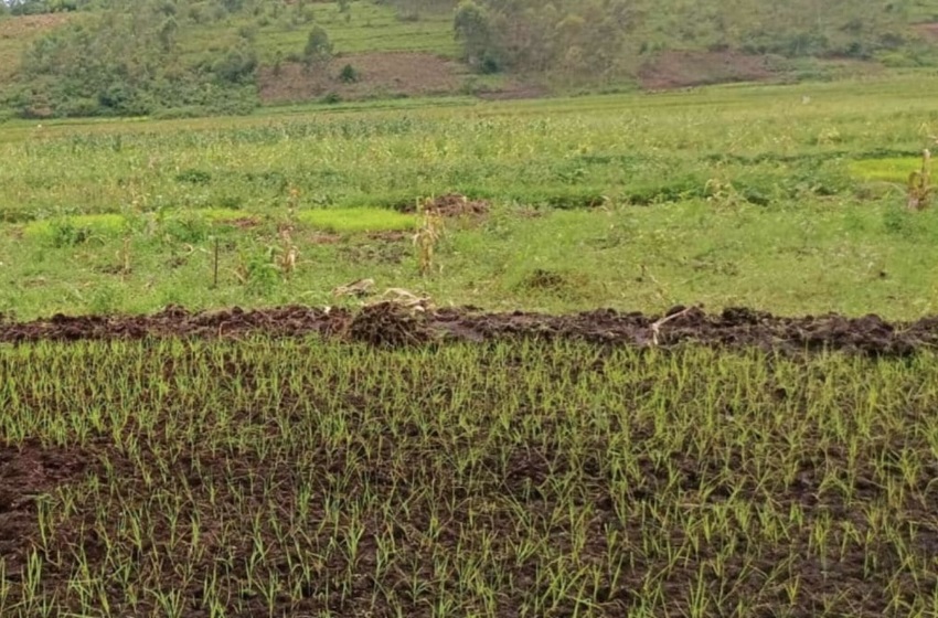 Cibitoke : le manque de fertilisants fait craindre une pénurie de riz et la famine
