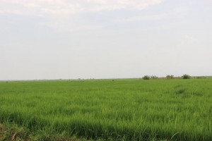 Des contributions forcées en commune Gihanga
