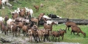 Des non formés pour vacciner les petits ruminants à Muyinga