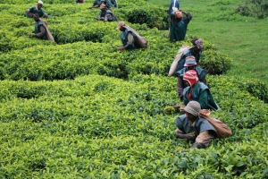 Les théiculteurs de Gisozi désormais libres de choisir à qui vendre leurs récoltes