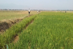 Des champs de riz détruits par la Prodefi à NGOZI