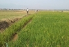 Des champs de riz détruits par la Prodefi à NGOZI