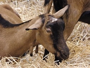 Burundi : La peste de petits ruminants fait tâches d’huile