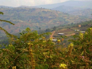 Maramvya : Un autre fidèle d’Agathon Rwasa porté disparu