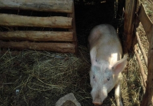 Une maladie non encore connue des porcs sévit en province Mwaro