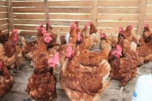 La viande de poule bannit à Cankuzo pour une durée indéterminée