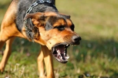 Les victimes de chiens enragés inquiets du manque de vaccins antirabiques à Giteranyi