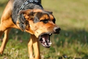 Les victimes de chiens enragés inquiets du manque de vaccins antirabiques à Giteranyi