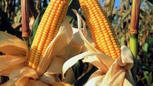 Une maladie du maïs fait craindre le pire à la population de Mugongomanga