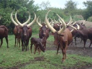 L’administrateur de Kayanza s’approprie les vaches de ses administrés