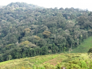Les habitants des localités de la rizière de la forêt de la Kibira sont plongés dans une peur panique