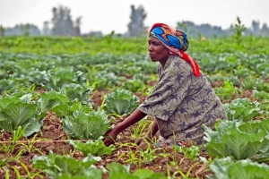 La FAO tire la sonnette d’alarme