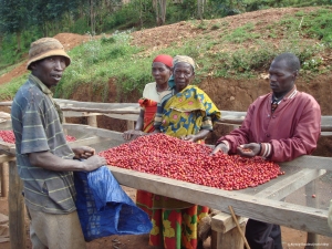 Les conséquences du non-paiement des caféiculteurs de la commune Giheta commencent à se manifester dans les autres secteurs de l’agriculture.